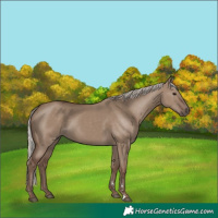 Horse Color:Silver Grullo Rabicano 