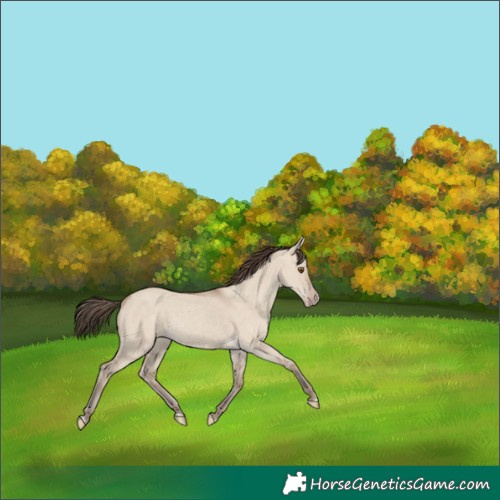 Horse Color:Classic Champagne Dun 