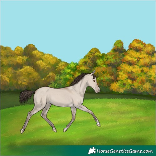 Horse Color:Classic Champagne Dun 