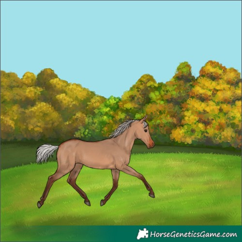 Horse Color:Silver Bay Dun 