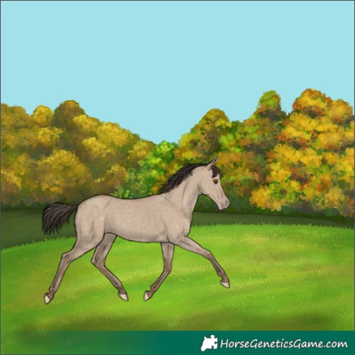 Horse Color:Classic Champagne Dun 