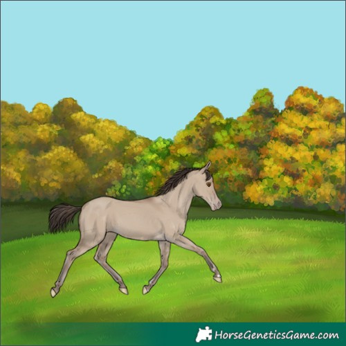 Horse Color:Classic Champagne Dun 