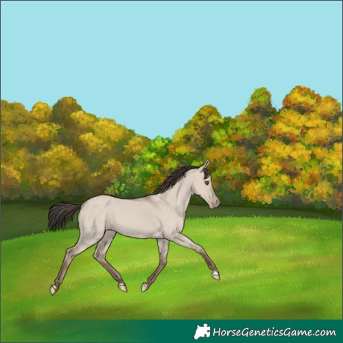 Horse Color:Classic Champagne Dun 