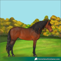 Horse Color:Bay 