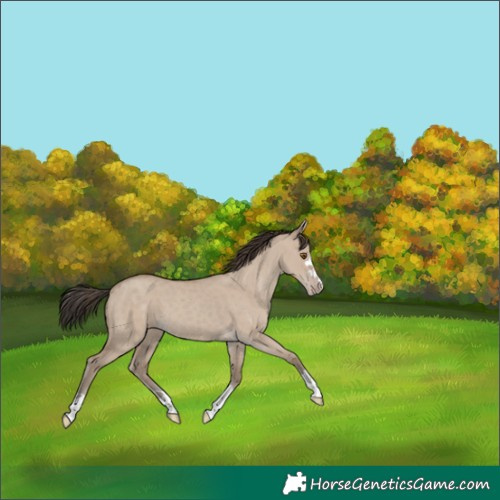 Horse Color:Classic Champagne Dun 