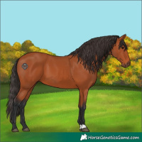 Horse Color:Bay 