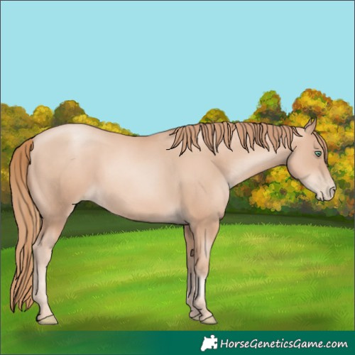 Horse Color:Gold Champagne Pearl Rabicano  and Gold Champagne Pearl Rabicano 