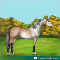 Horse Color:Gray Buckskin 