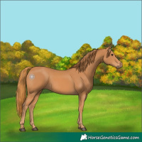 Horse Color:Chestnut 