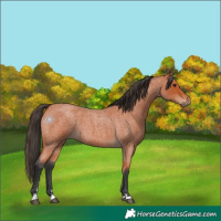Horse Color:Bay Roan 