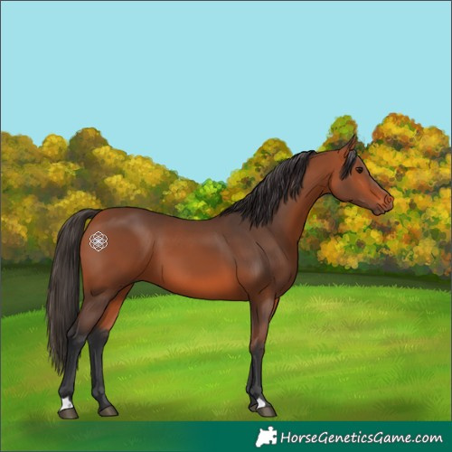 Horse Color:Bay 