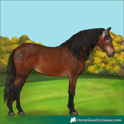 Horse Color:Gray Bay Rabicano 