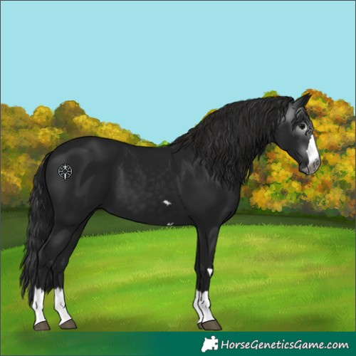 Horse Color:Gray Black 