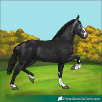 Horse Color:Gray Black 