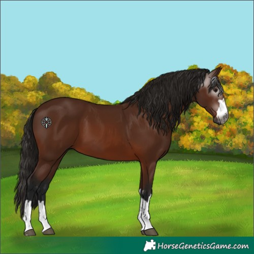 Horse Color:Gray Bay 