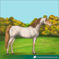 Horse Color:Red Roan 