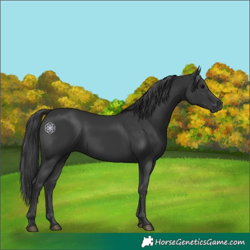 Horse Color:Black 