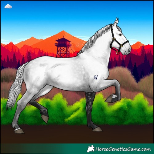 Horse Color:Gray Black 