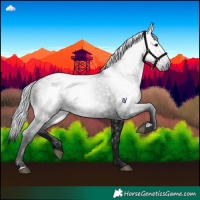 Horse Color:Gray Black 