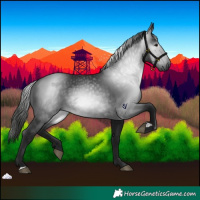 Horse Color:Gray Black 