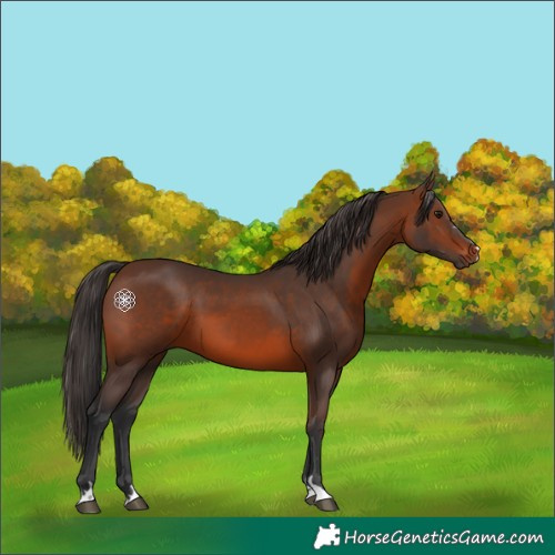 Horse Color:Brown 
