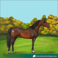 Horse Color:Brown 