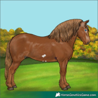Horse Color:Gray Chestnut Frame 