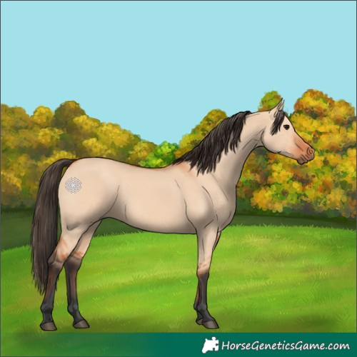 Horse Color:Bay Dun 
