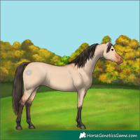 Horse Color:Bay Dun