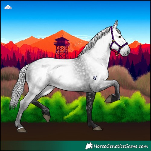 Horse Color:Gray Black