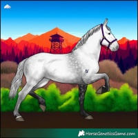 Horse Color:Gray Black 