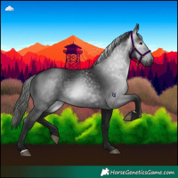 Horse Color:Gray Black 