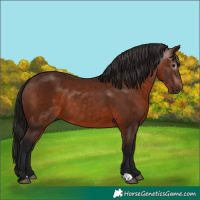 Horse Color:Gray Bay