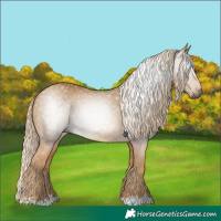 Horse Color:Gray Palomino 