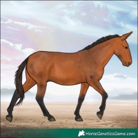 Horse Color:Bay 