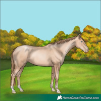 Horse Color:Gold Champagne Pearl Rabicano and Gold Champagne Pearl Rabicano