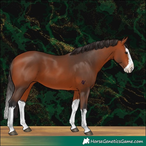 Horse Color:Bay Splash 