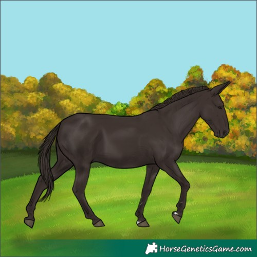 Horse Color:Liver Chestnut 