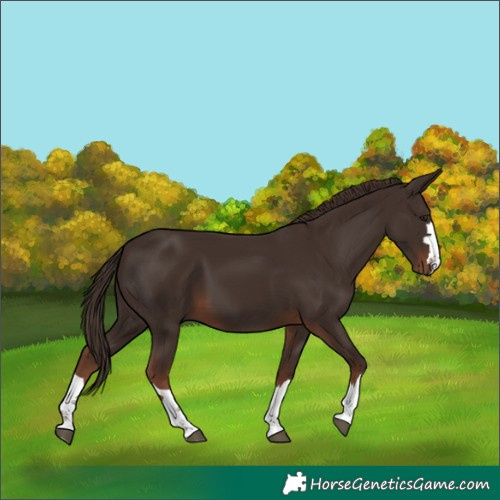 Horse Color:Liver Chestnut 