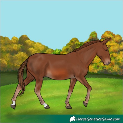 Horse Color:Chestnut 