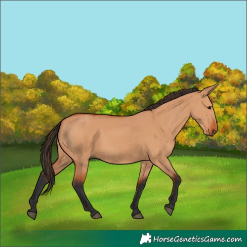 Horse Color:Bay Dun 