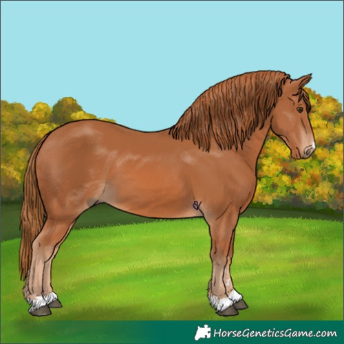 Horse Color:Chestnut 
