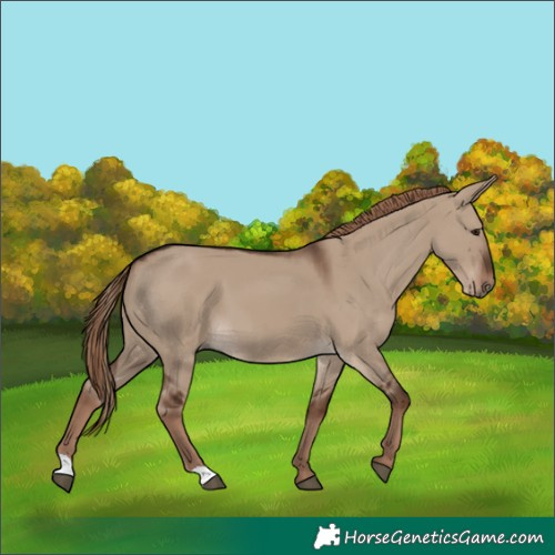 Horse Color:Liver Red Dun 