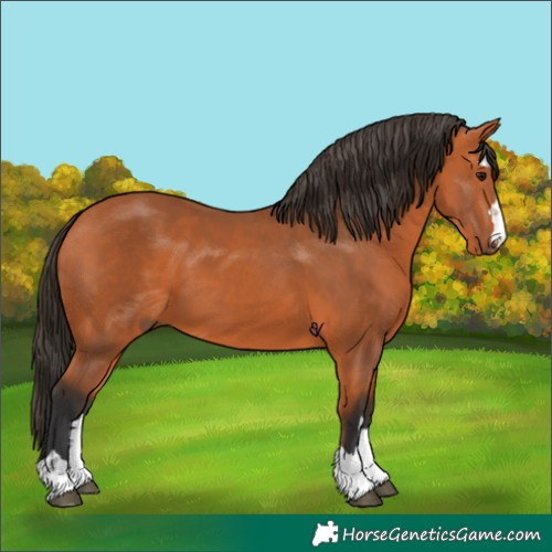 Horse Color:Bay 