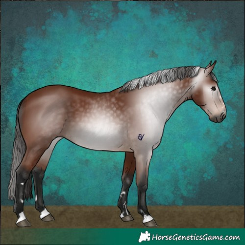 Horse Color:Gray Bay 