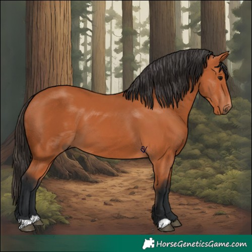Horse Color:Bay 