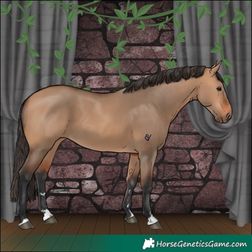 Horse Color:Bay Dun
