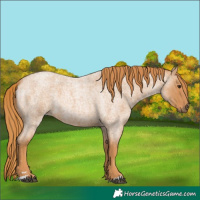 Horse Color:Red Roan 