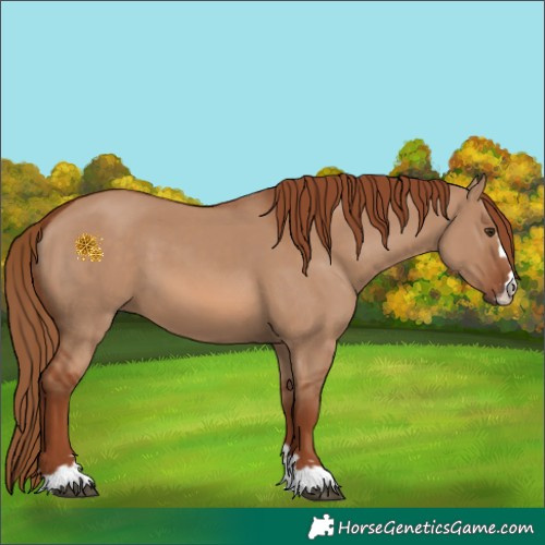 Horse Color:Red Dun 