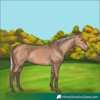 Horse Color:Silver Bay Dun 